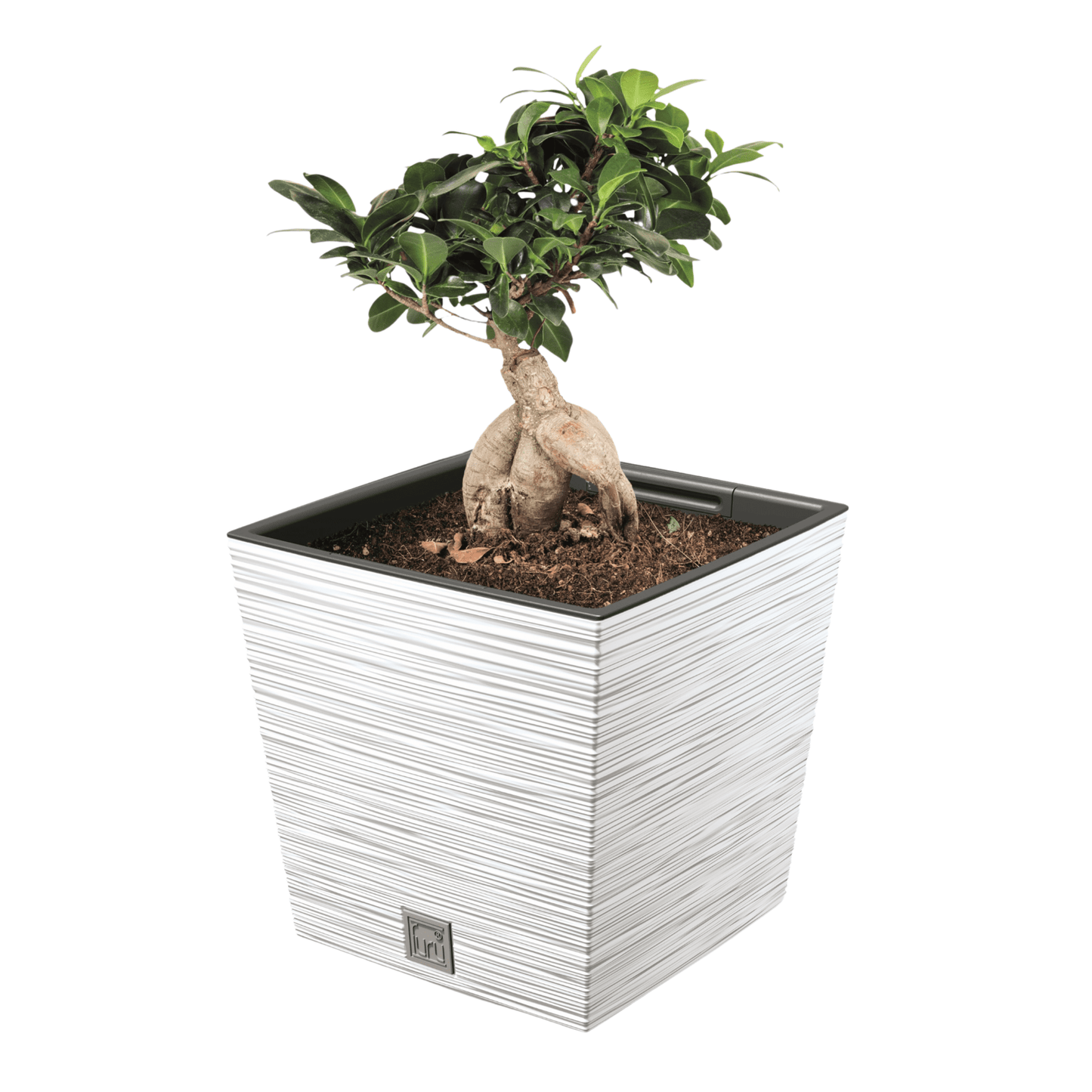 Furu Square Low Planter 240 - mazeproducts