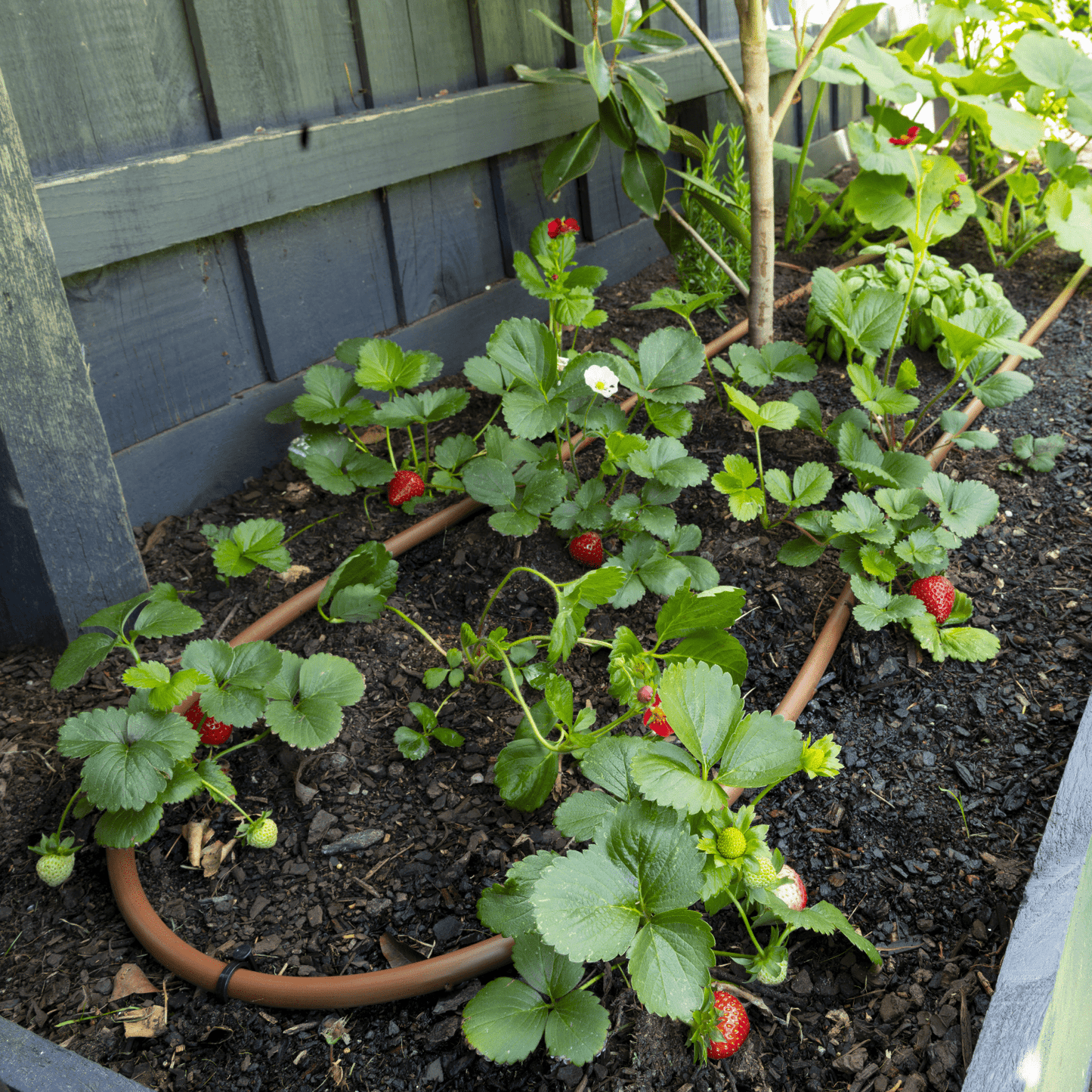 Plastic Ground Spike 13mm - mazeproducts