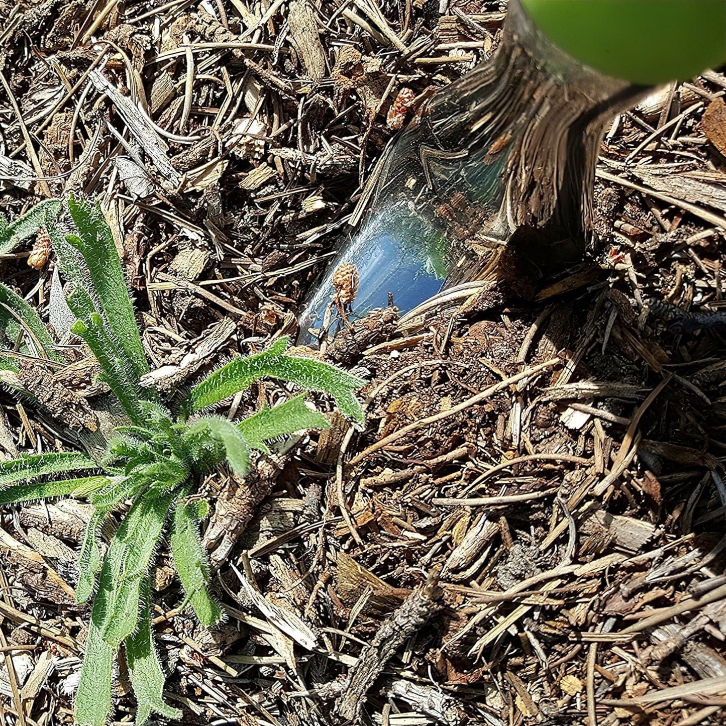 Hand Weeder - mazeproducts