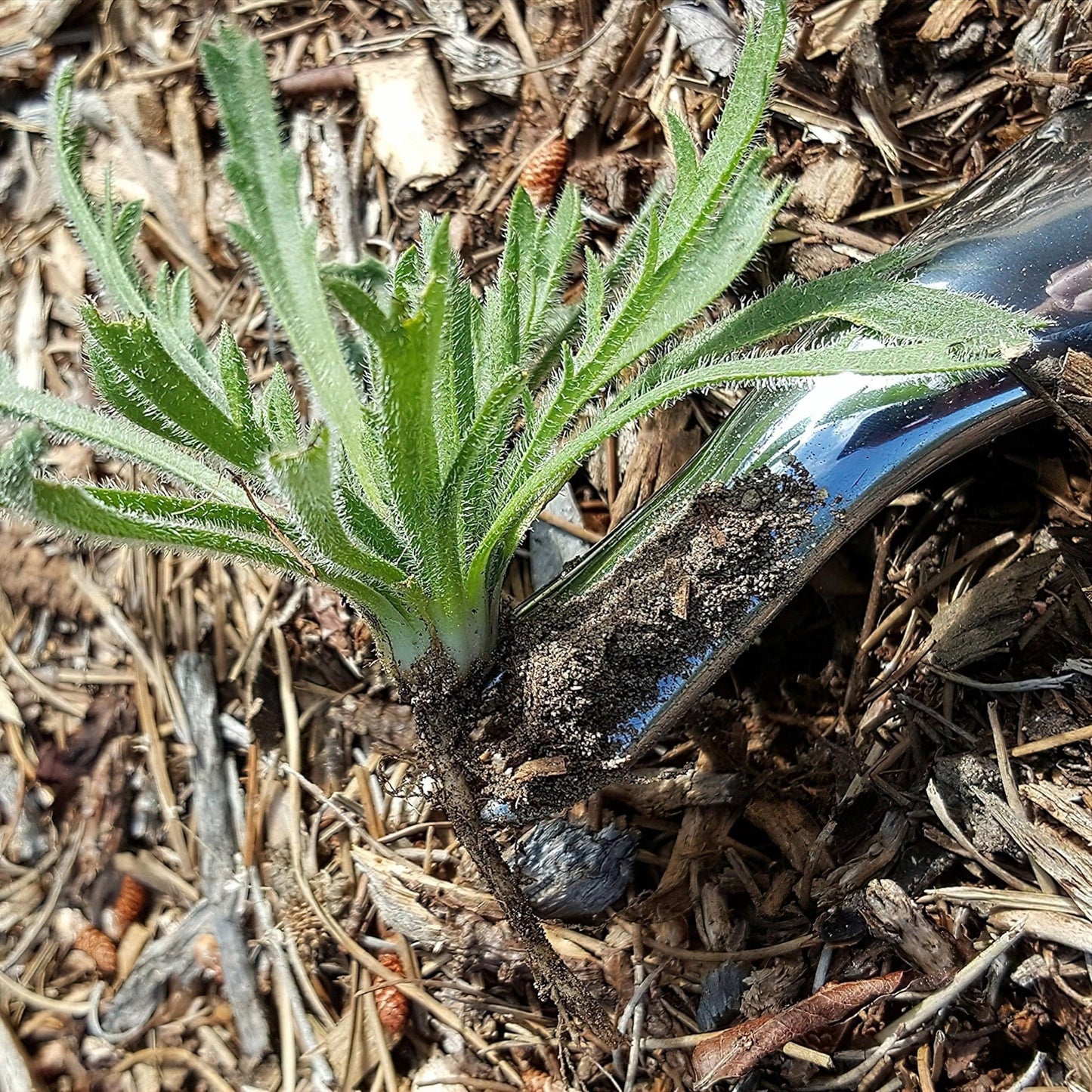 Hand Weeder - mazeproducts