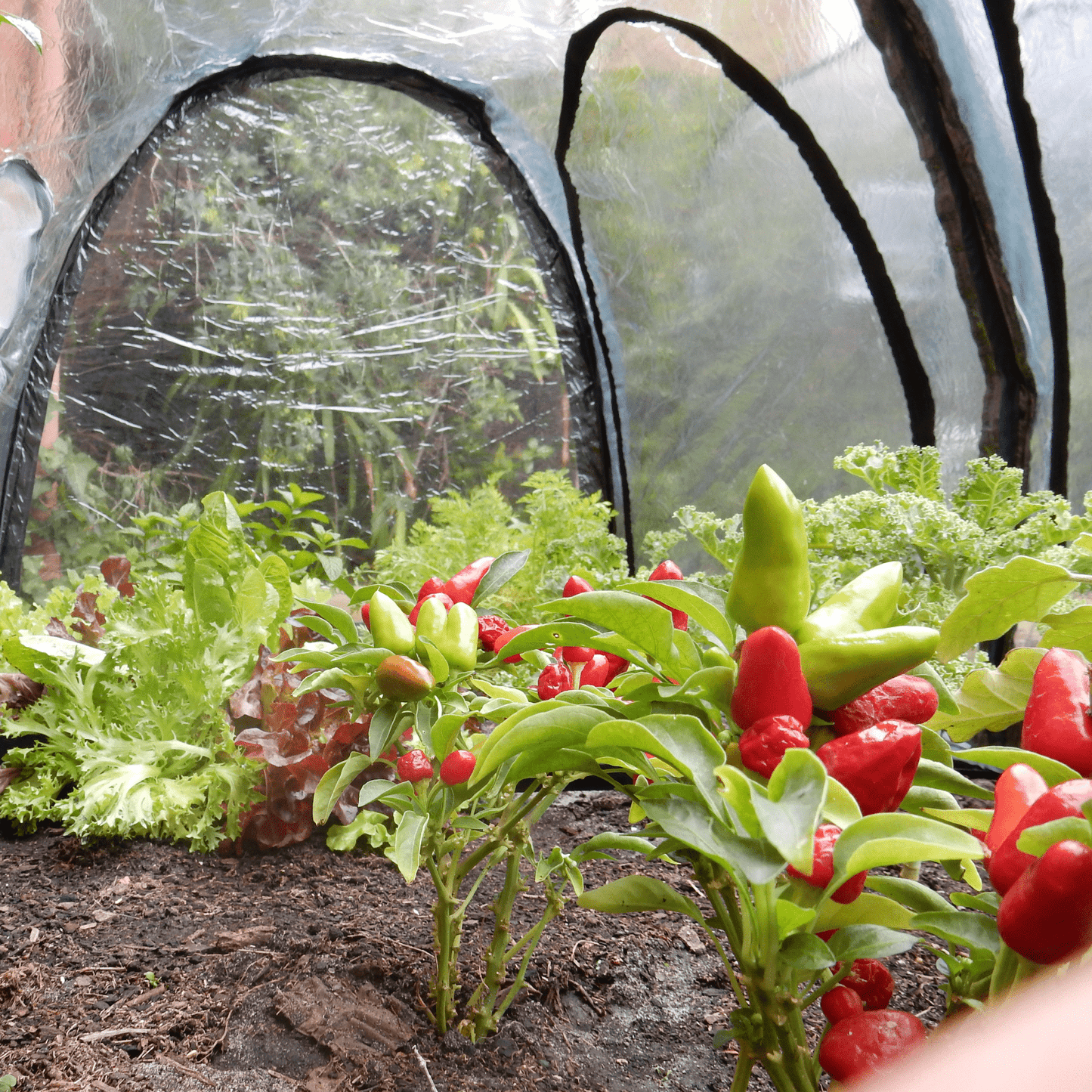 2m POLY Garden Tunnel - mazeproducts
