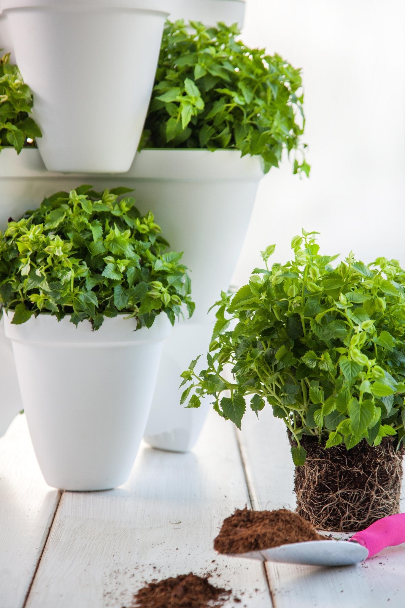 Keter Ivy Planter - White / Green - 5 Pack - mazeproducts