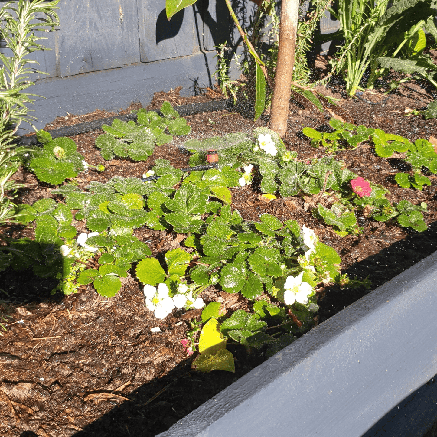 40 x Micro Sprayers with 25m Polytube Kit - mazeproducts