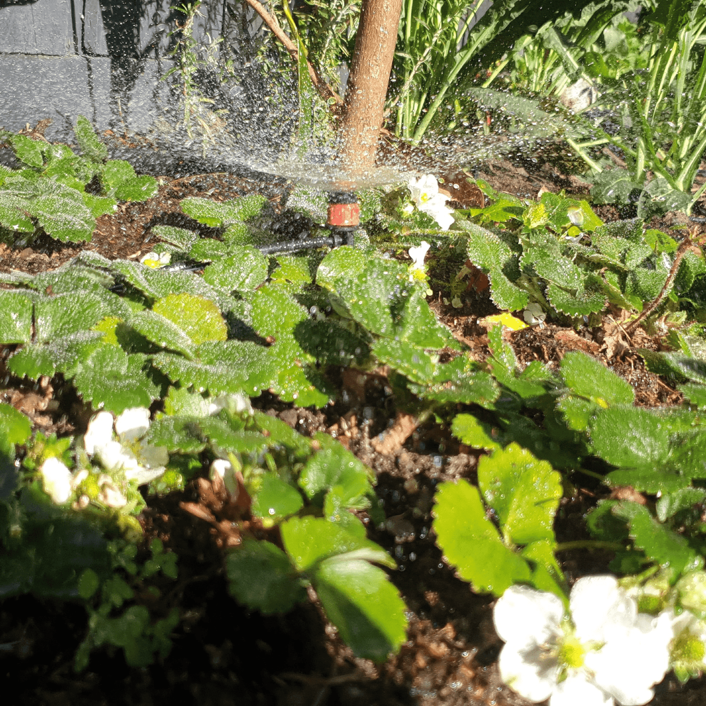 60 x Micro Sprayers with 50m Polytube Kit - mazeproducts