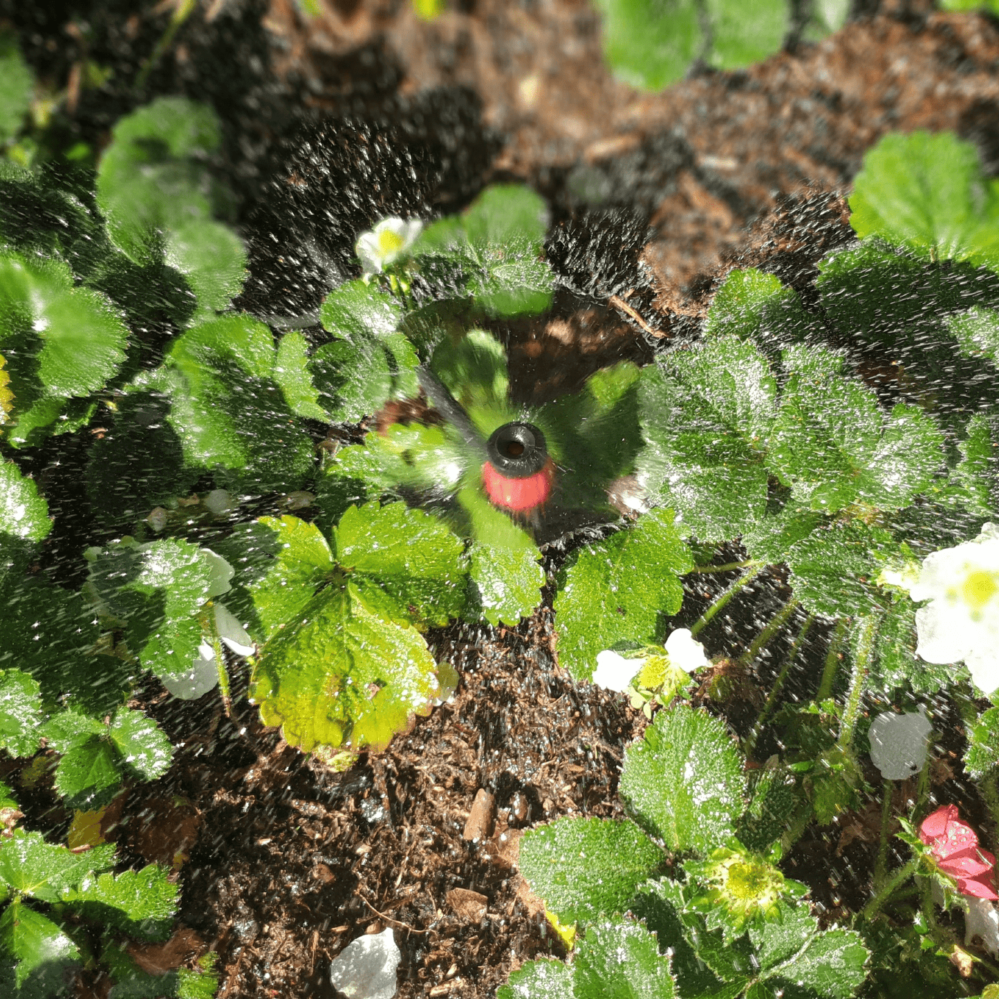 60 x Micro Sprayers with 50m Polytube Kit - mazeproducts