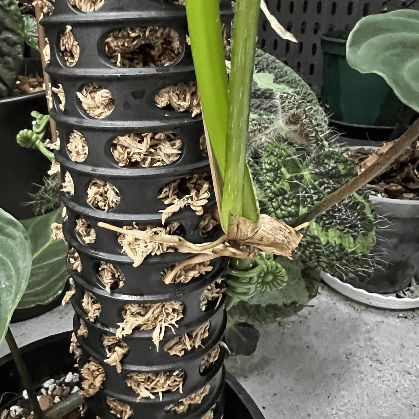 Moss Pole - Twin Pack with 1 Spike - mazeproducts