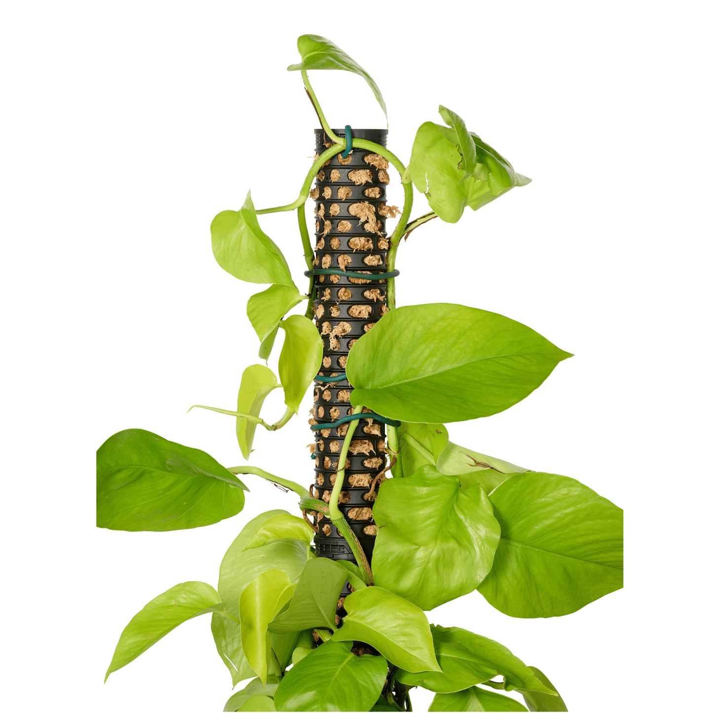 Moss Pole - Twin Pack with 1 Spike - mazeproducts