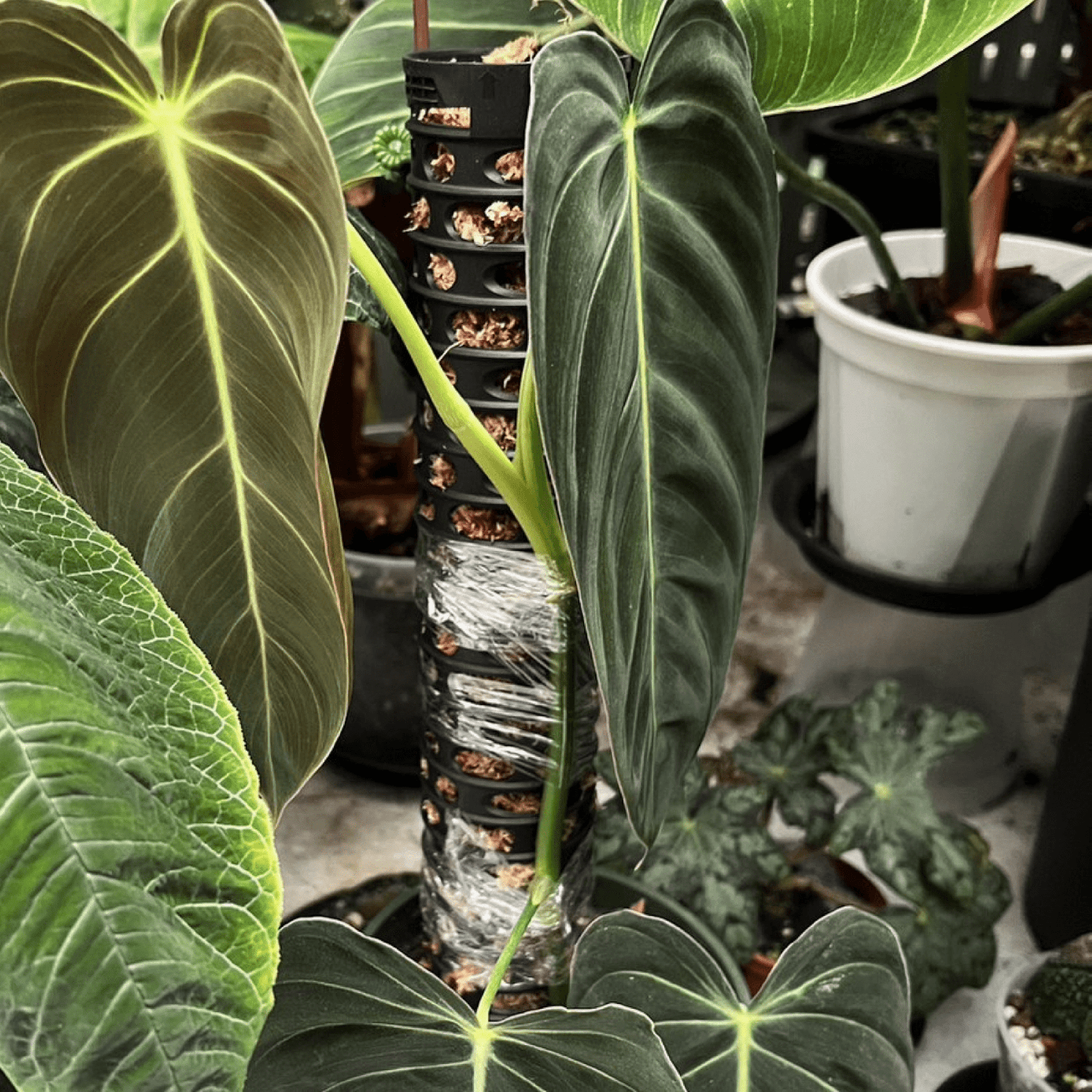 Moss Pole - 5 Pack - mazeproducts