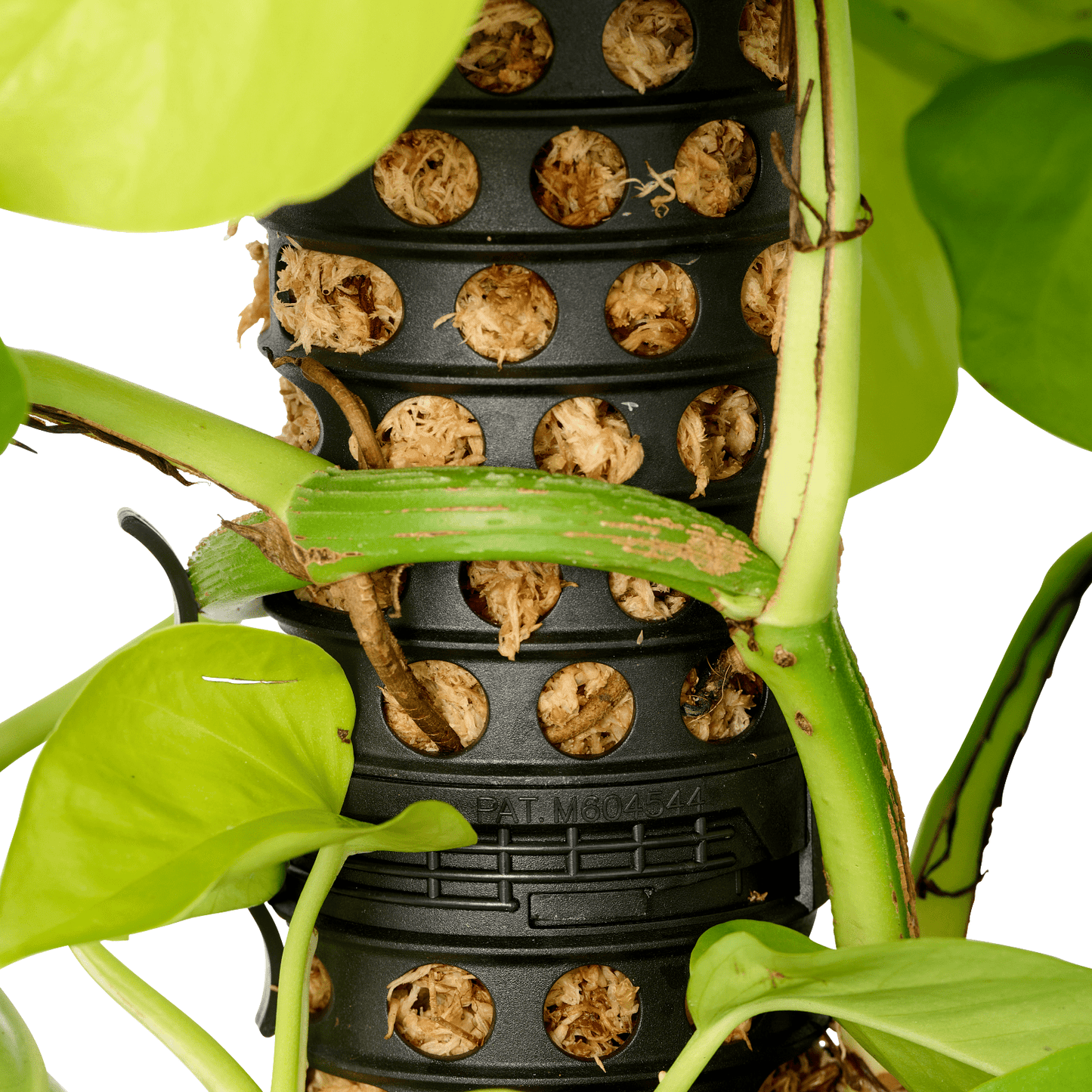 Moss Pole - Twin Pack with 1 Spike - mazeproducts