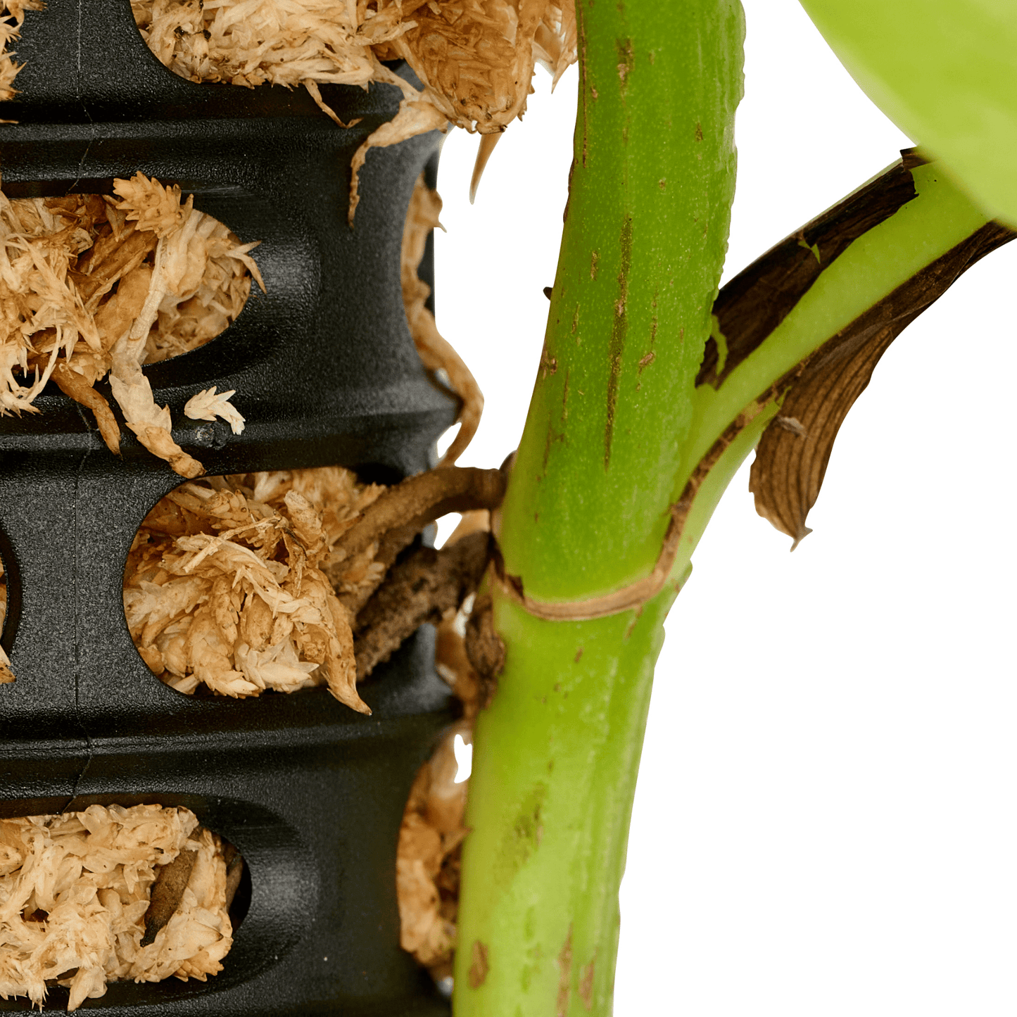 Moss Pole - 4 Pack with 2 Spikes - mazeproducts