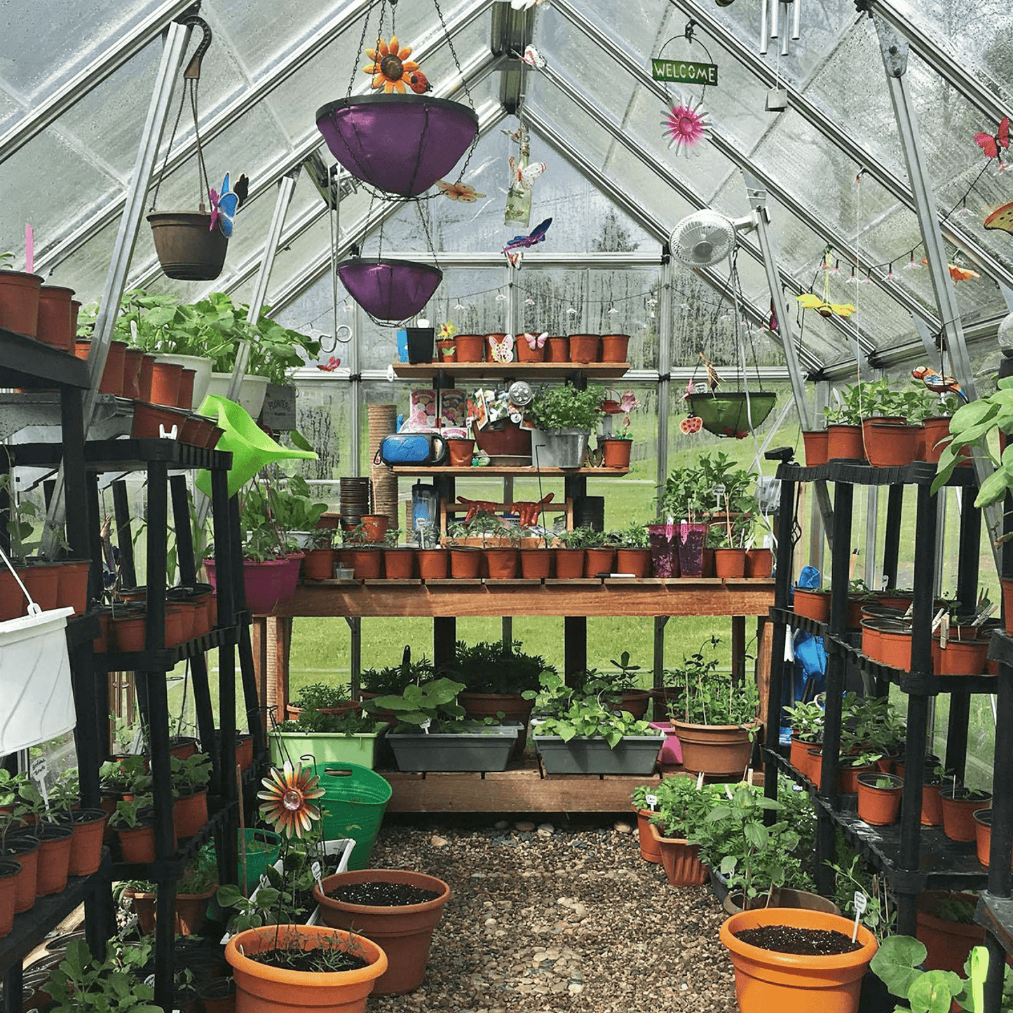 8' x 12' Octave Greenhouse - Clear Roof (2.5m x 3.7m) - mazeproducts