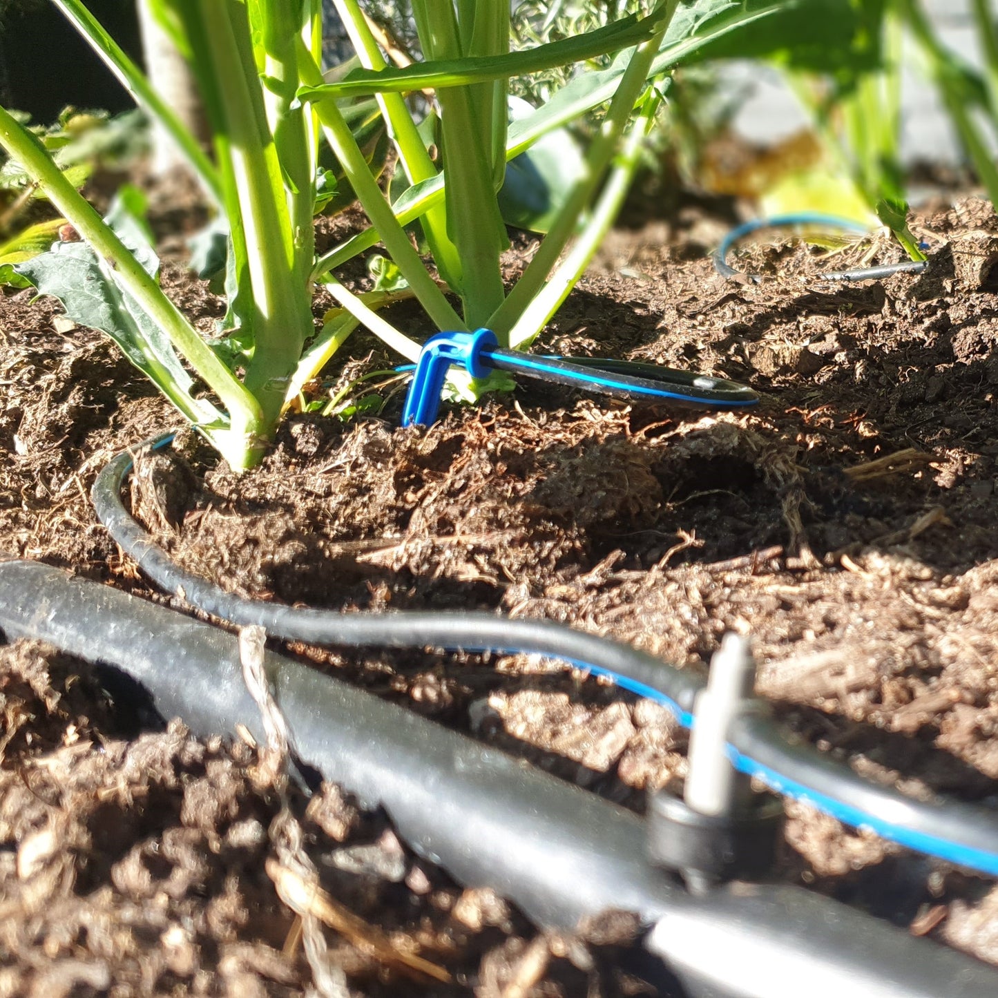 40 x PC Drippers & 30 x Twin Arrow Drippers with 25m Polytube Kit - mazeproducts