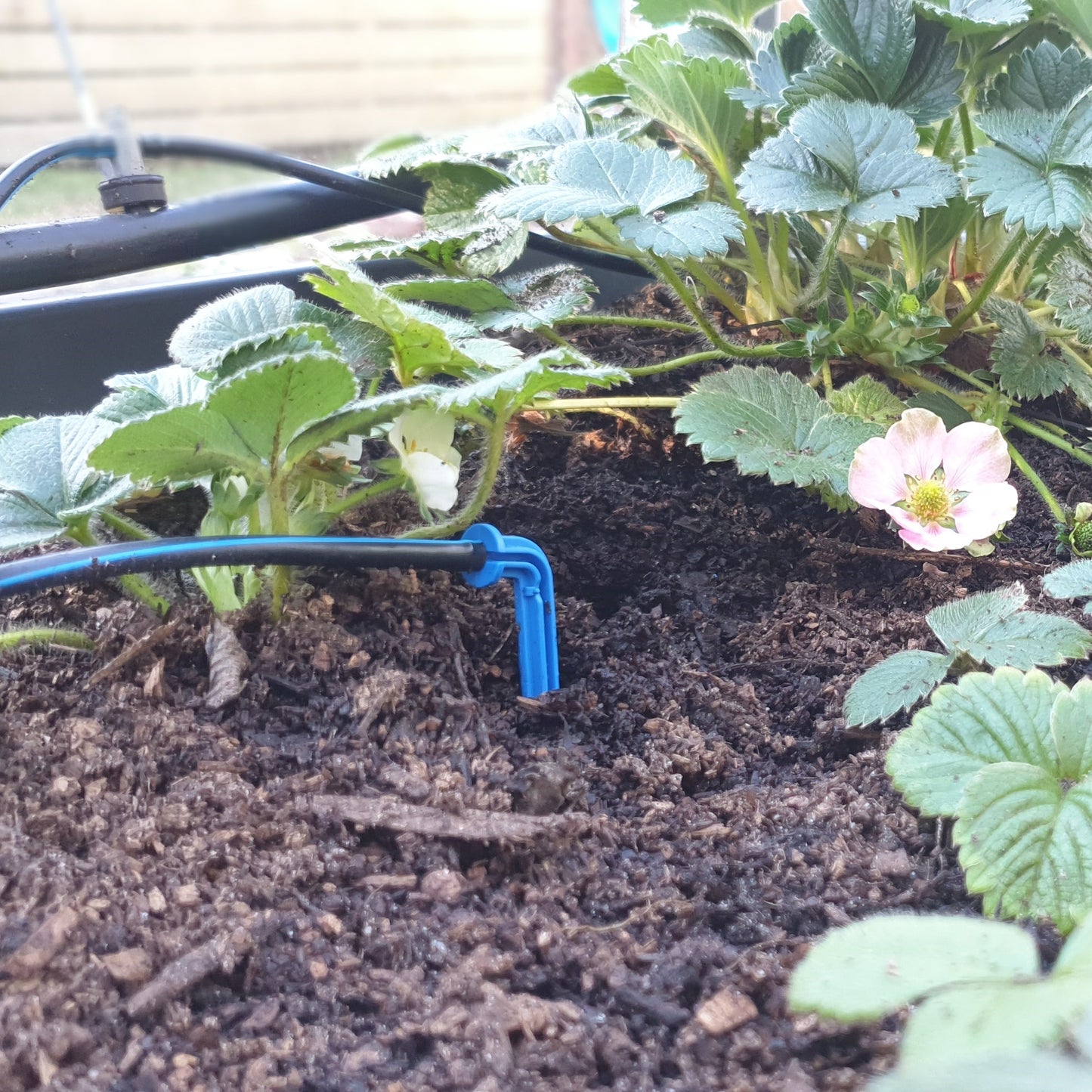 60 x PC Drippers & 40 x Twin Arrow Drippers with 50m Polytube Kit - mazeproducts