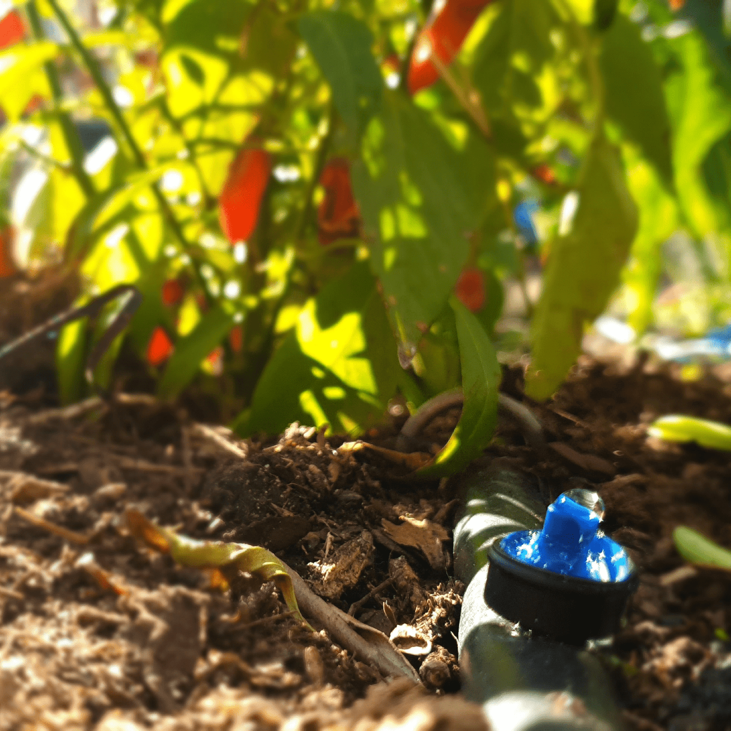 50 x 4L p/h PC Drippers with 25m Polytube Kit - mazeproducts