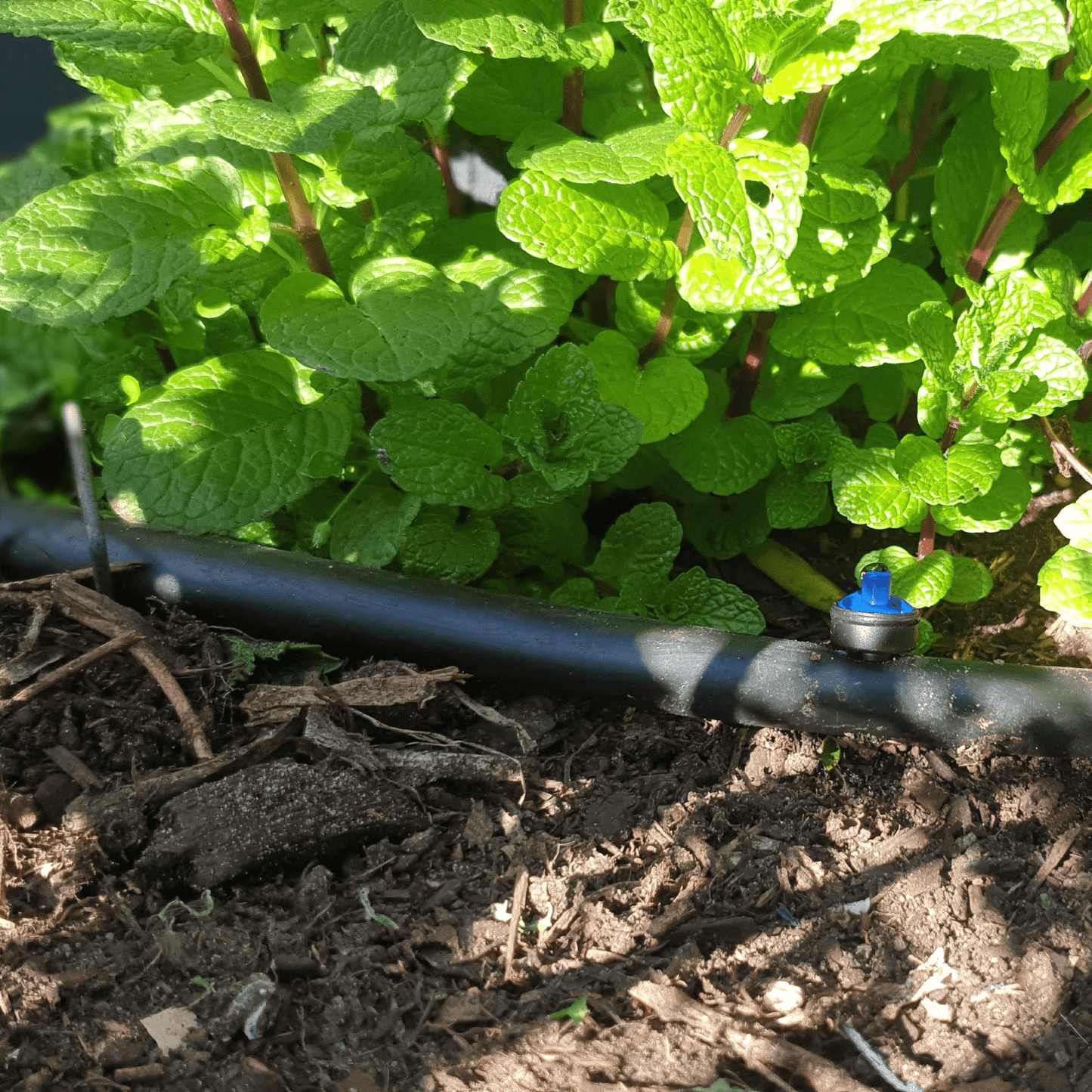 50 x 4L p/h Non - PC Drippers with 25m Polytube Kit - mazeproducts