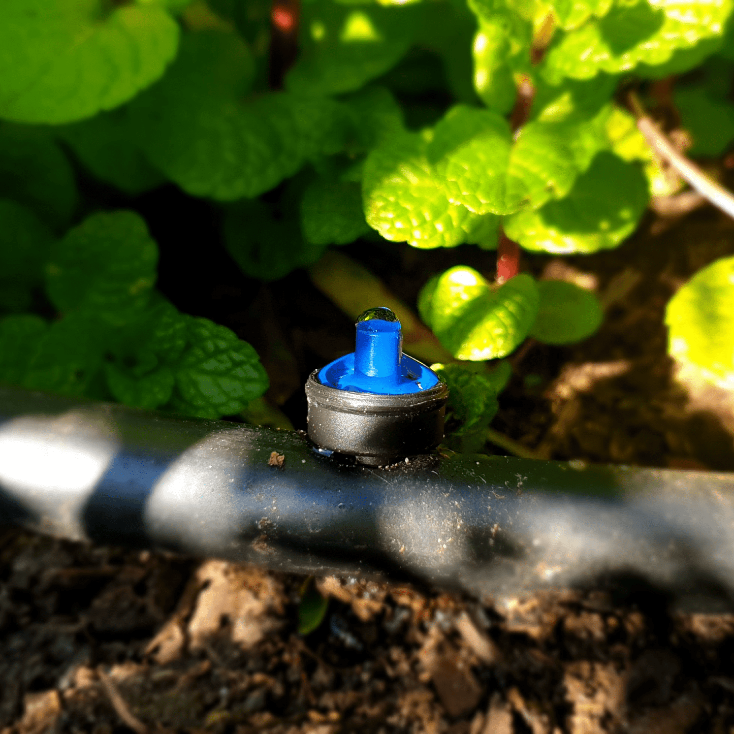 50 x 4L p/h PC Drippers with 25m Polytube Kit - mazeproducts