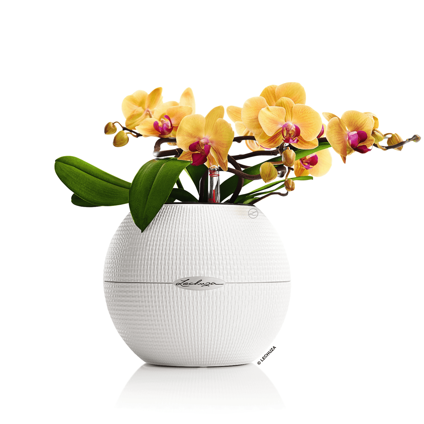 PURO Color 20 - mazeproducts