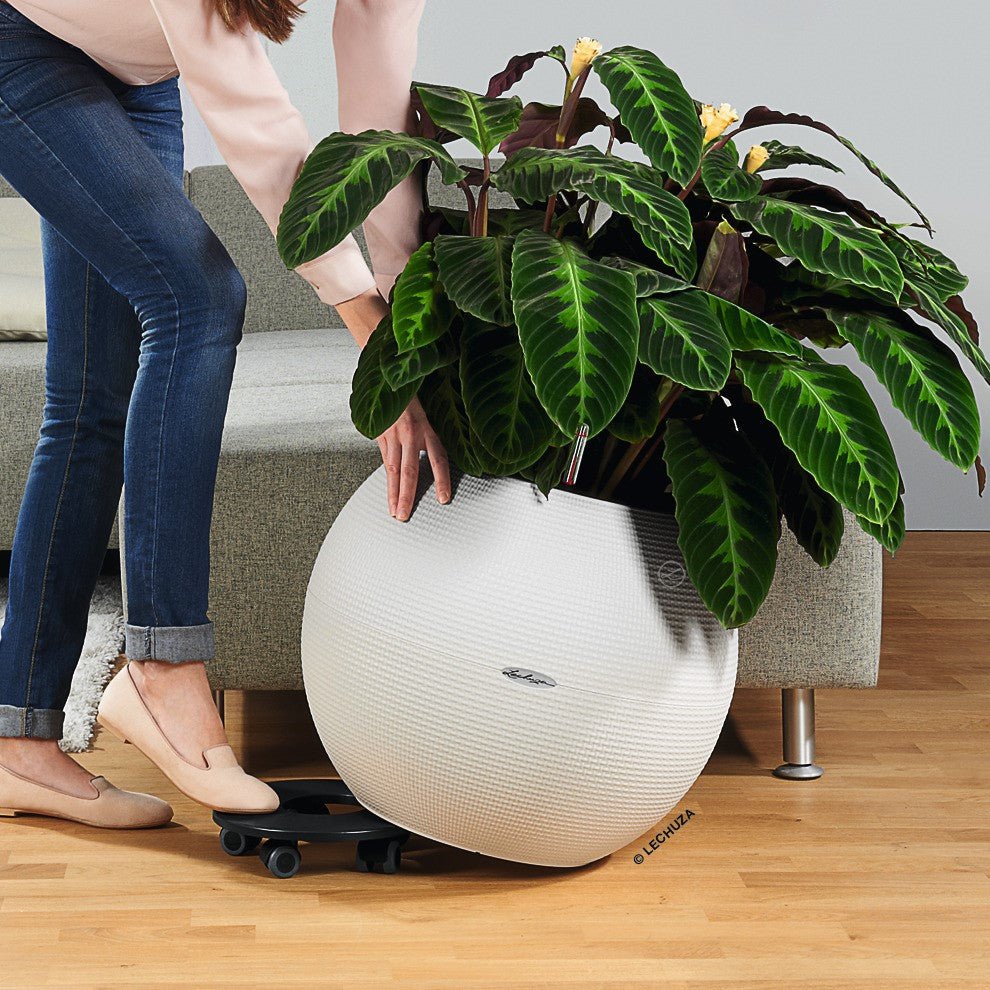 Coaster for CLASSICO Color 43 / CLASSICO LS 43 / QUADRO LS 43 / PURO Color 50 - mazeproducts