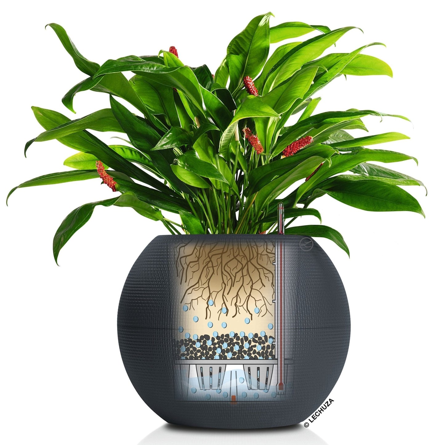 PURO COLOR 50 - mazeproducts