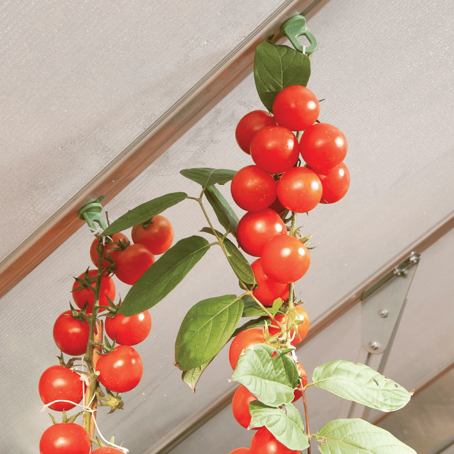 Greenhouse Plant Hangers (20 Pack) - mazeproducts