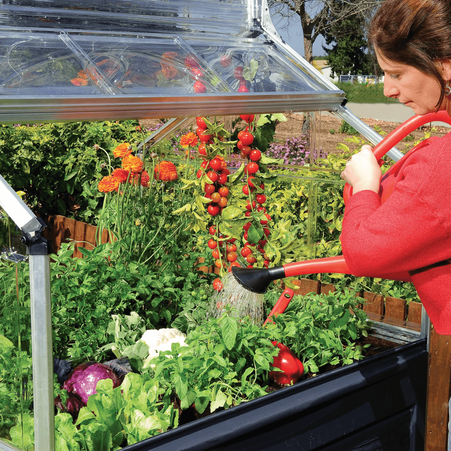 Plant Inn – Mini Greenhouse - mazeproducts