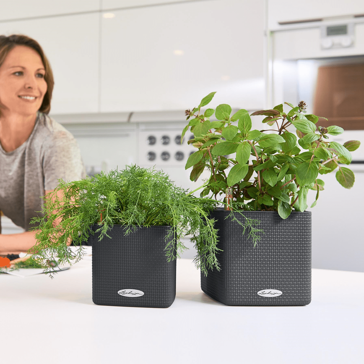 PRE ORDER: OCT. - PURO CUBE Color 14 - mazeproducts