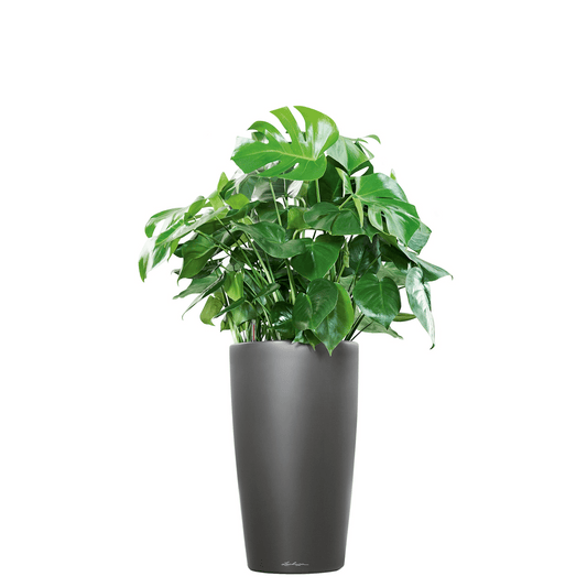 RONDO 32 Premium - mazeproducts