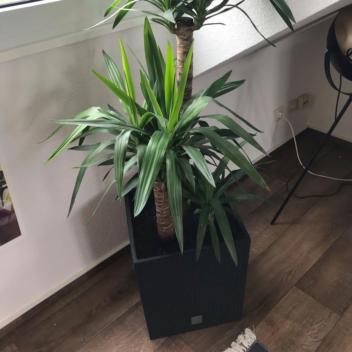 Rato Low Planter 325 - mazeproducts