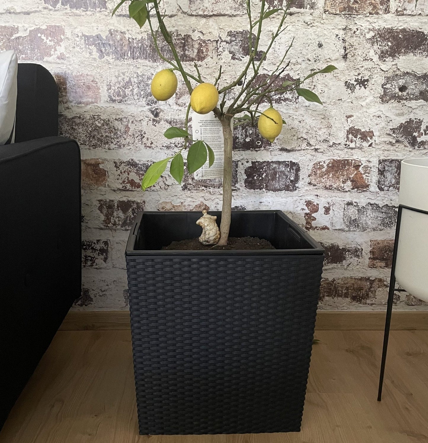 Rato Low Planter 400 - mazeproducts