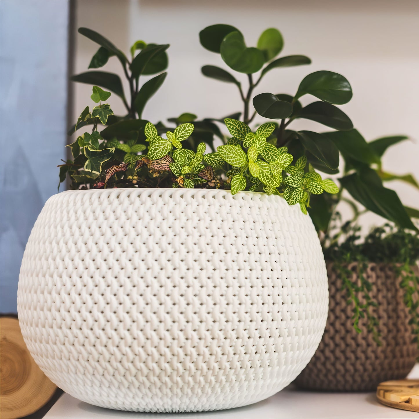 Splofy Bowl Planter 240 - mazeproducts