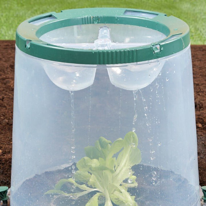 Sunny Cloche (Set of 5) - mazeproducts