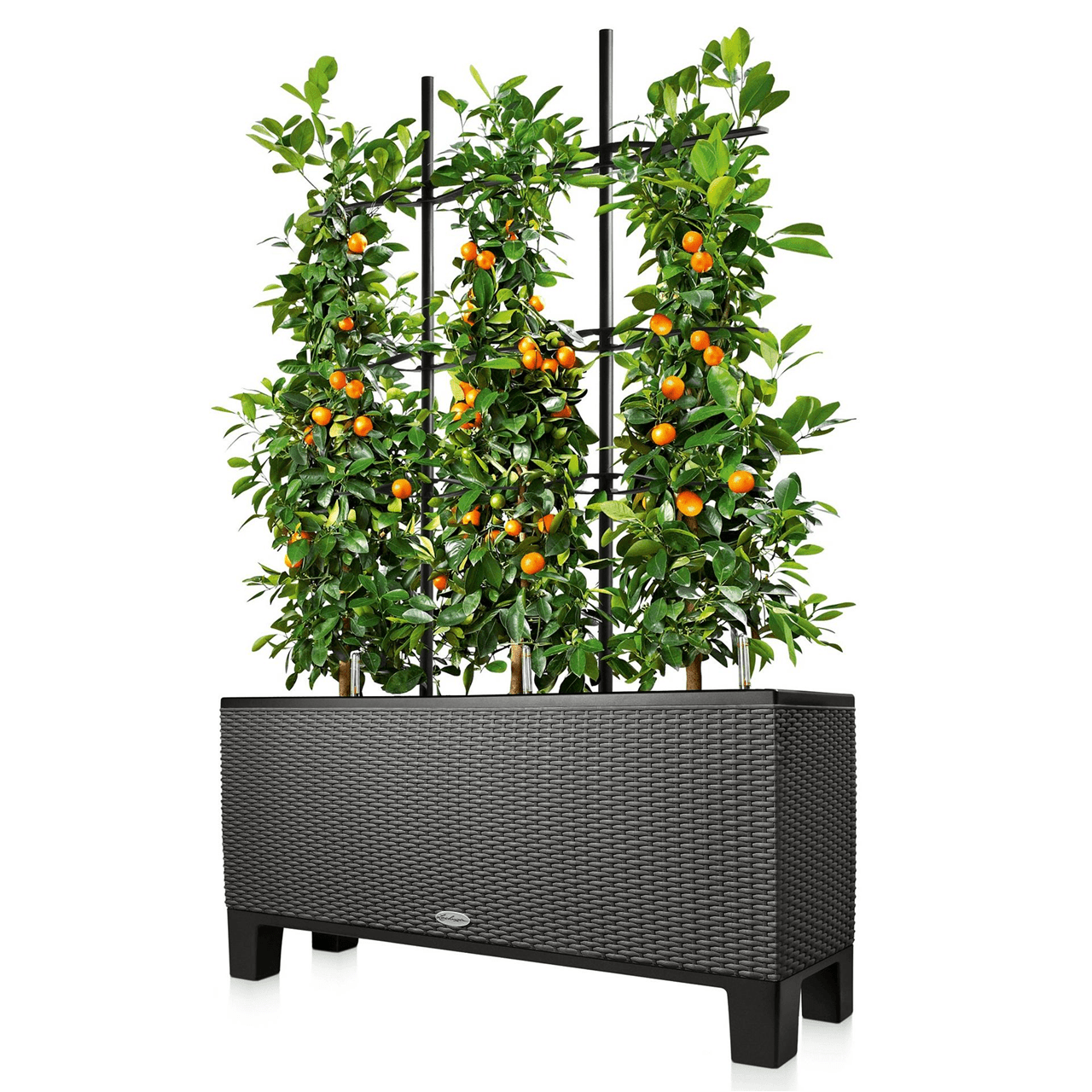 Trellis for TRIO 30 - mazeproducts