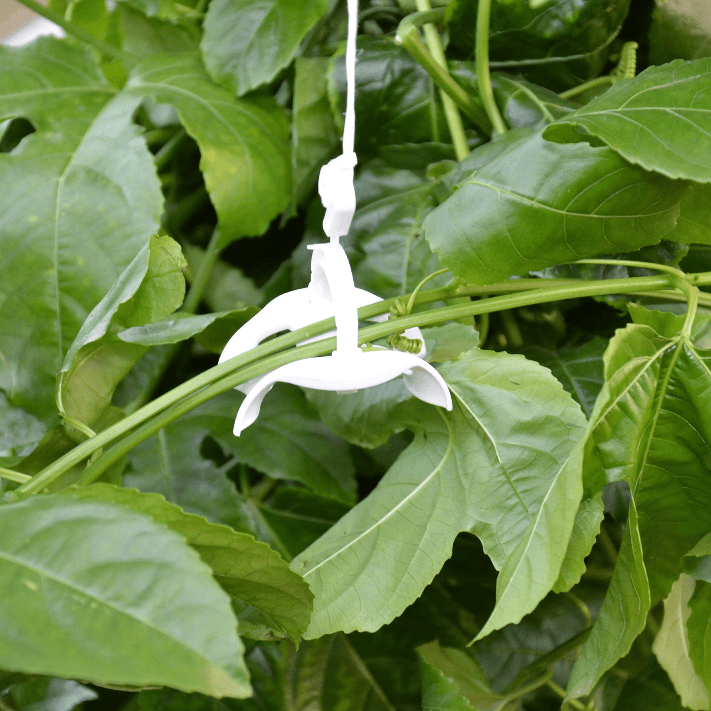 Greenhouse Trellising Kit - mazeproducts