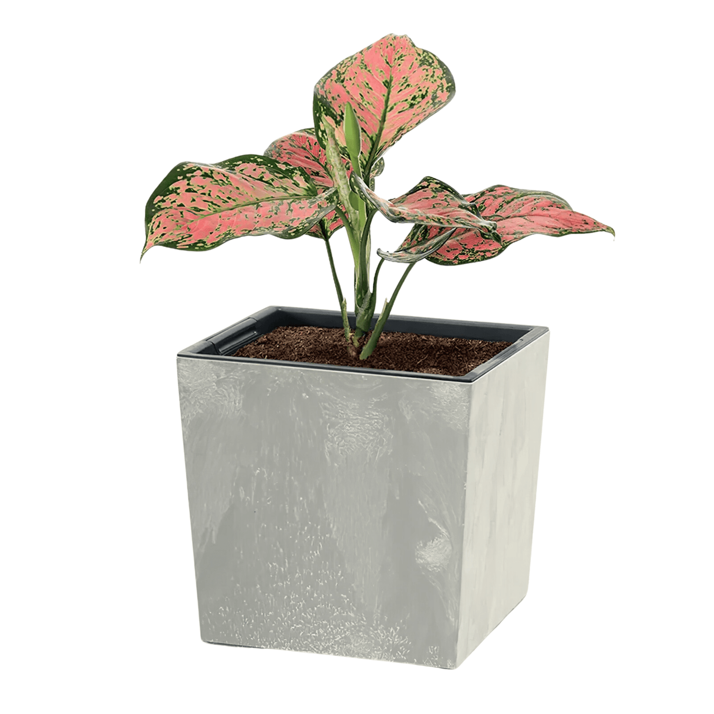 Urbi Low Planter - mazeproducts