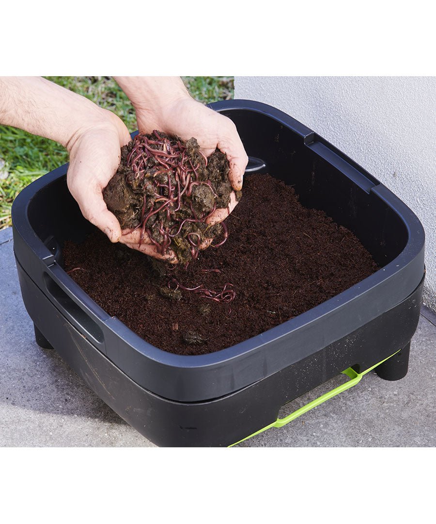 Live Compost Worms (approx 500) - mazeproducts