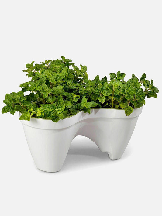 Keter Ivy Planter - White / Green - mazeproducts