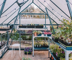 Mid‑Summer Seed Starting: What You Can Still Sow for Late Harvests (Greenhouse Friendly)