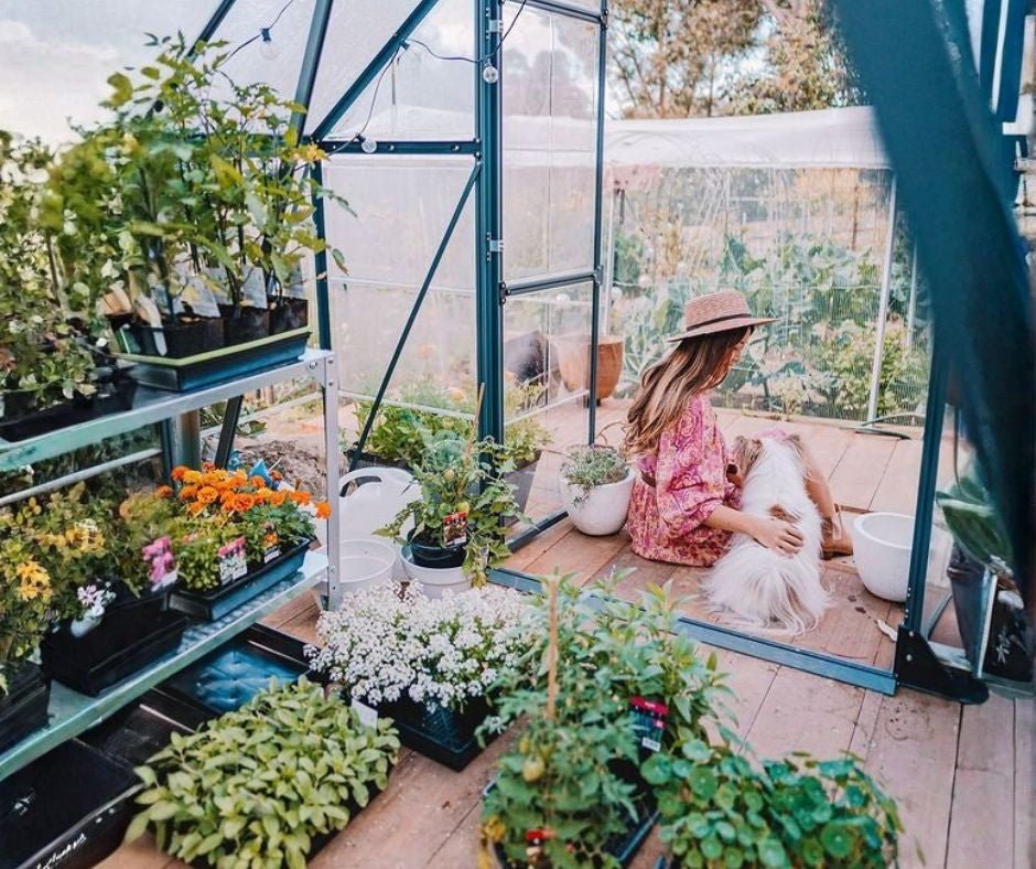 Top 5 Plants That Thrive in Small Greenhouses - mazeproducts
