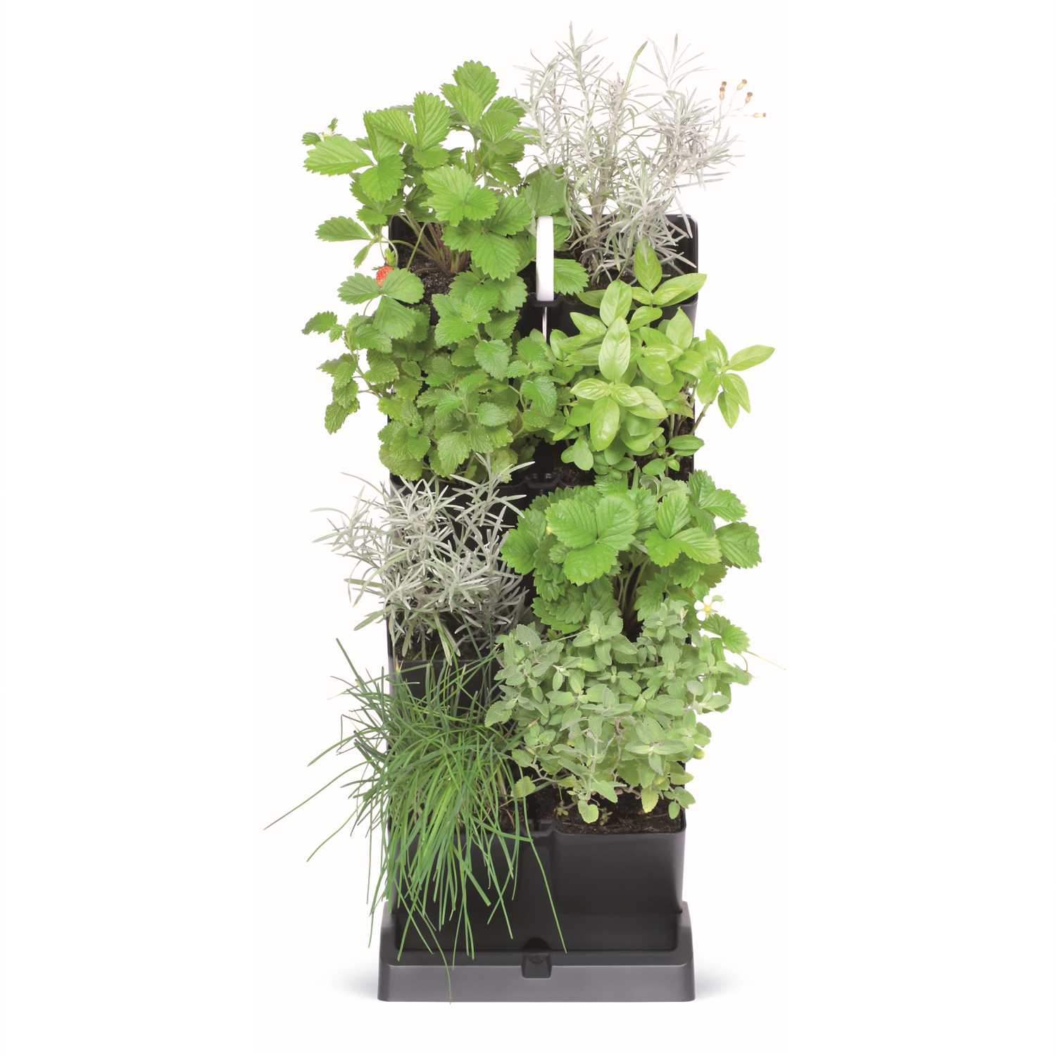 Vertical Gardens