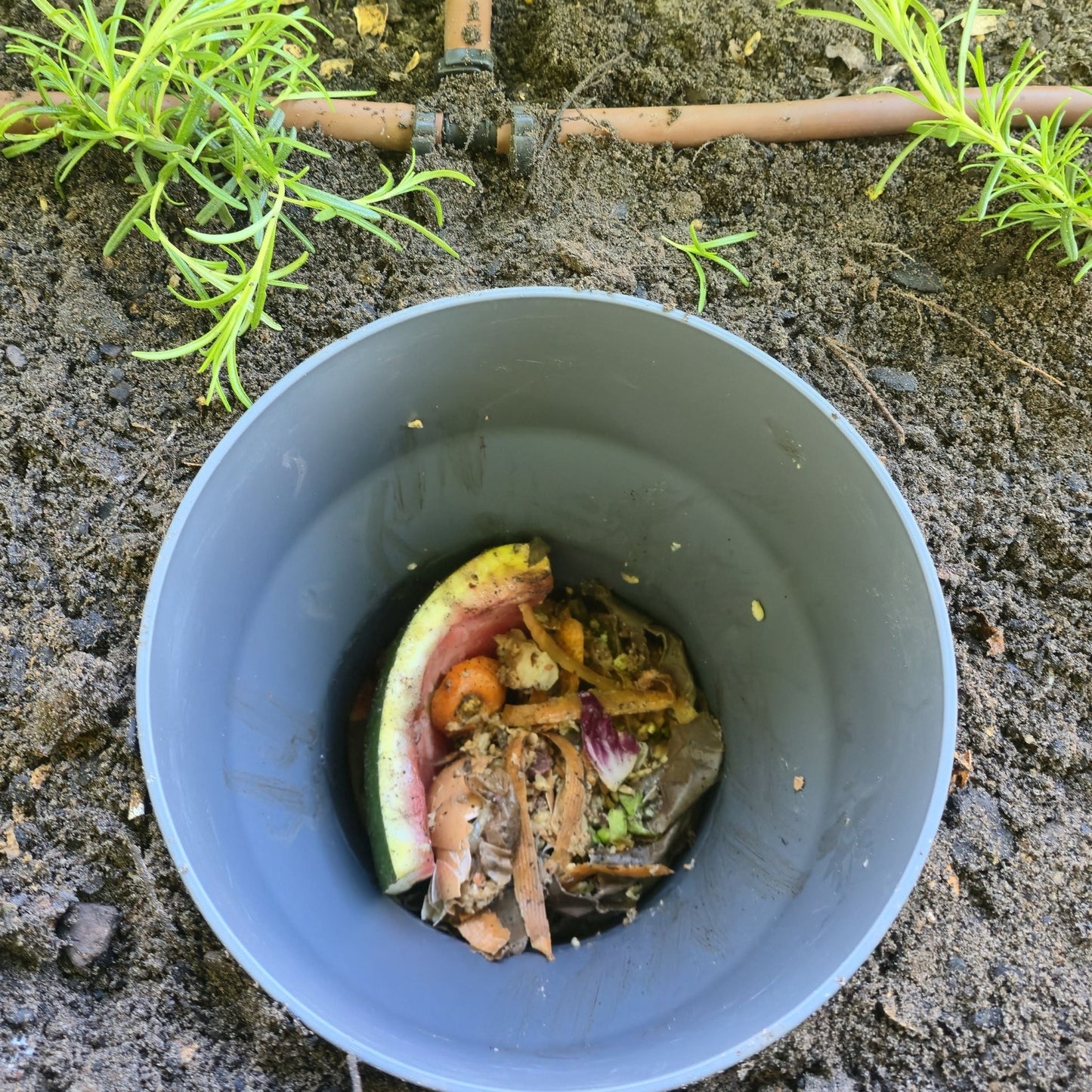 PRE ORDER: DEC. - 10L In Ground Composter / Worm Farm - Twin Pack - mazeproducts