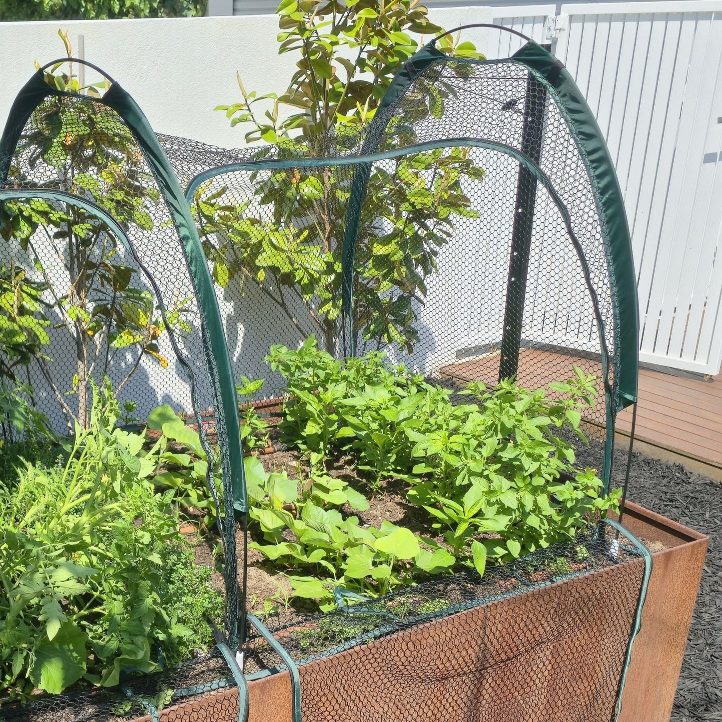 PRE ORDER: DEC. - 2m BIG HOLE NET Garden Tunnel - mazeproducts