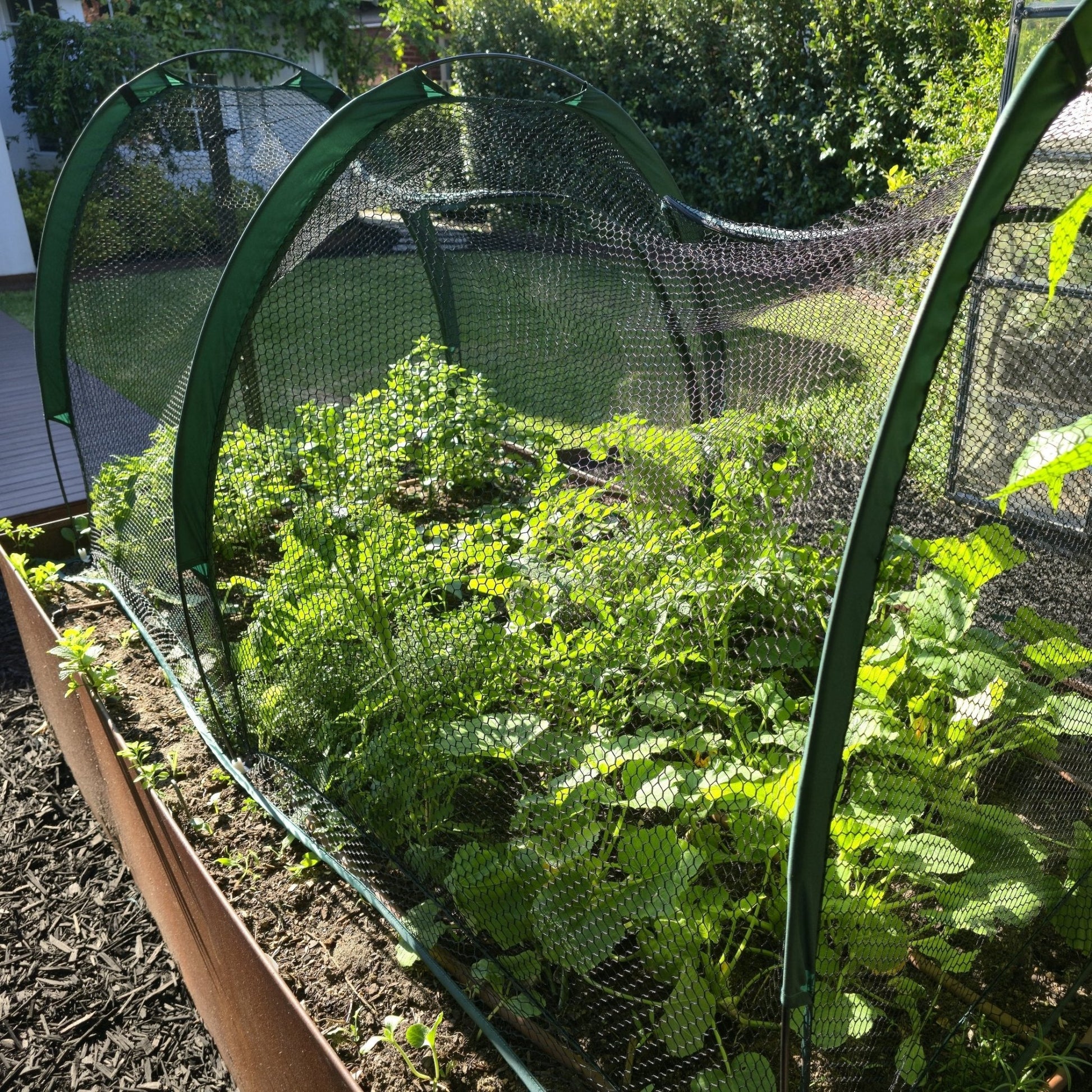 PRE ORDER: DEC. - 2m BIG HOLE NET Garden Tunnel - mazeproducts