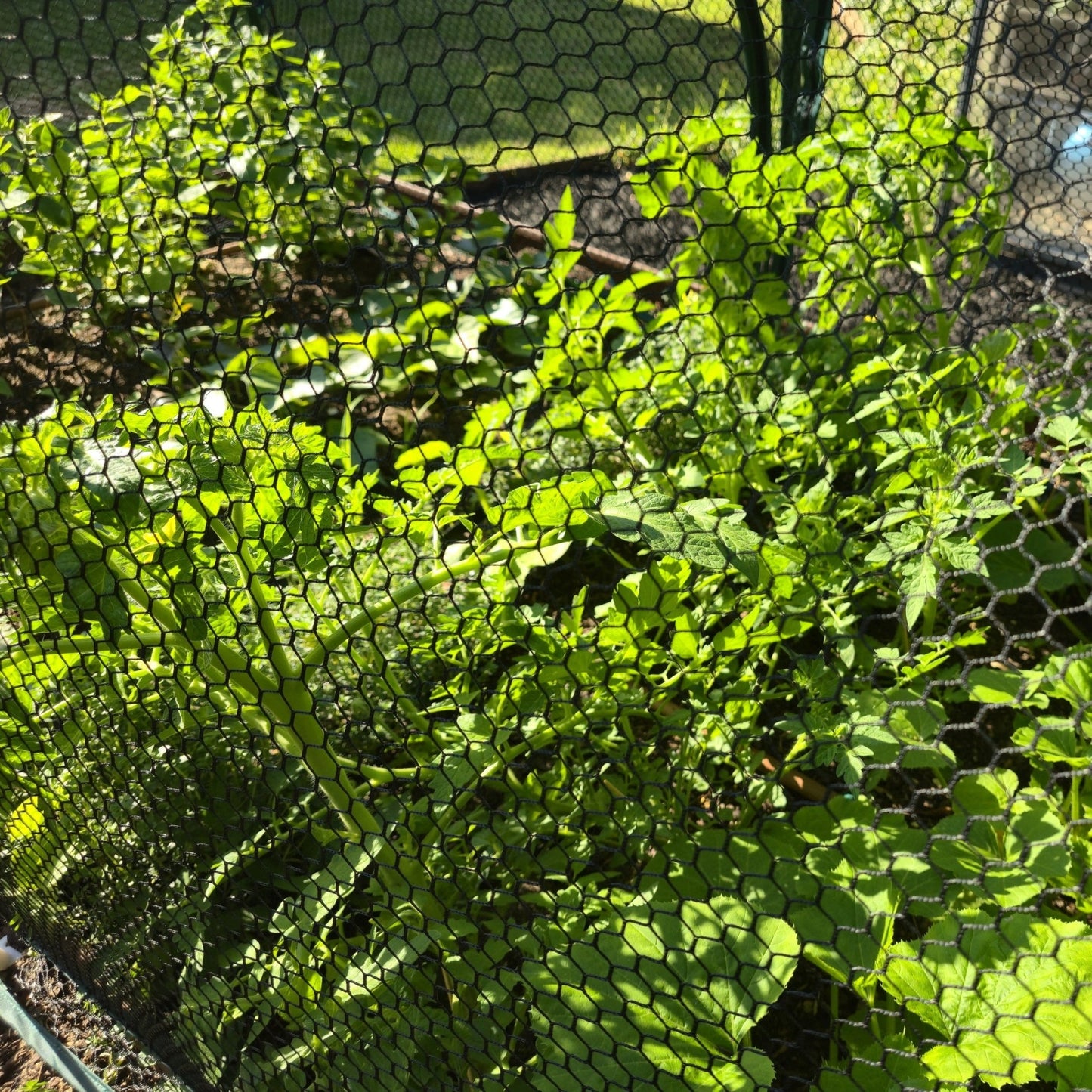 PRE ORDER: DEC. - 2m BIG HOLE NET Garden Tunnel - mazeproducts