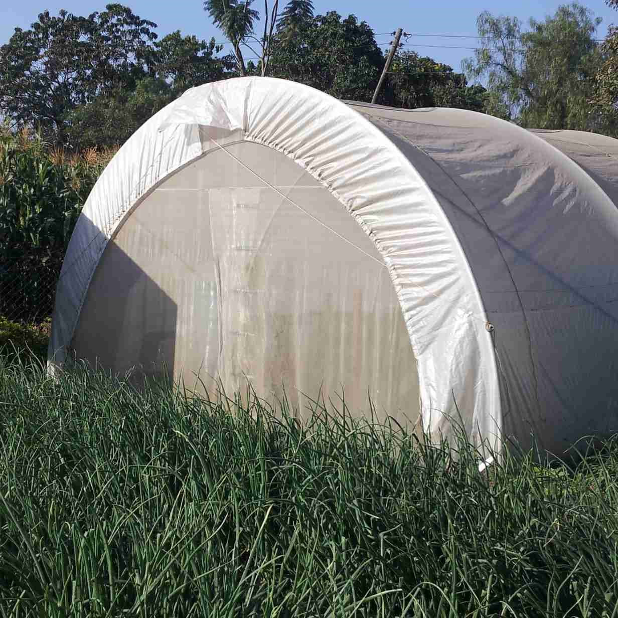6 x 15m Tunnel Greenhouse with Side Curtains & Ventilation Roof - STK COMPACT