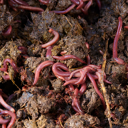 Large Bag Worm Farm with 1000 Worms