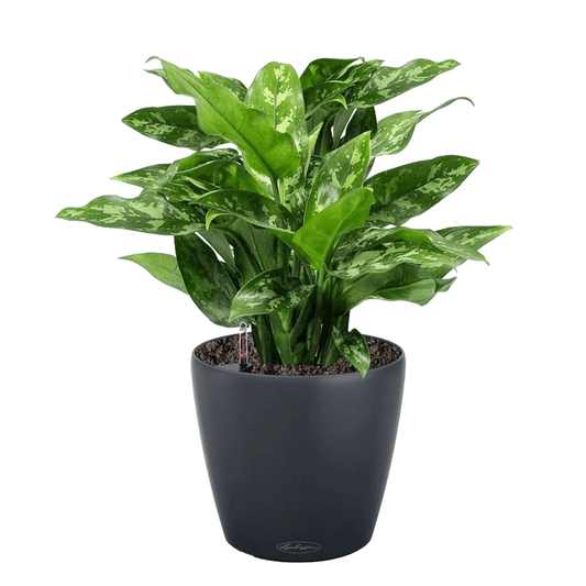 CLASSICO Color 35 - mazeproducts