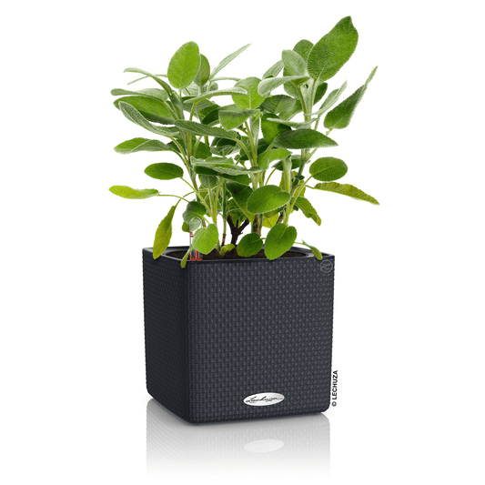 PURO CUBE Color 16 - mazeproducts