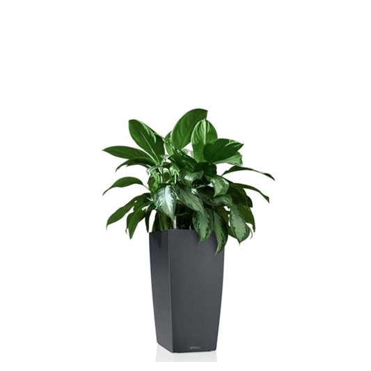 CUBICO Color 22 - mazeproducts