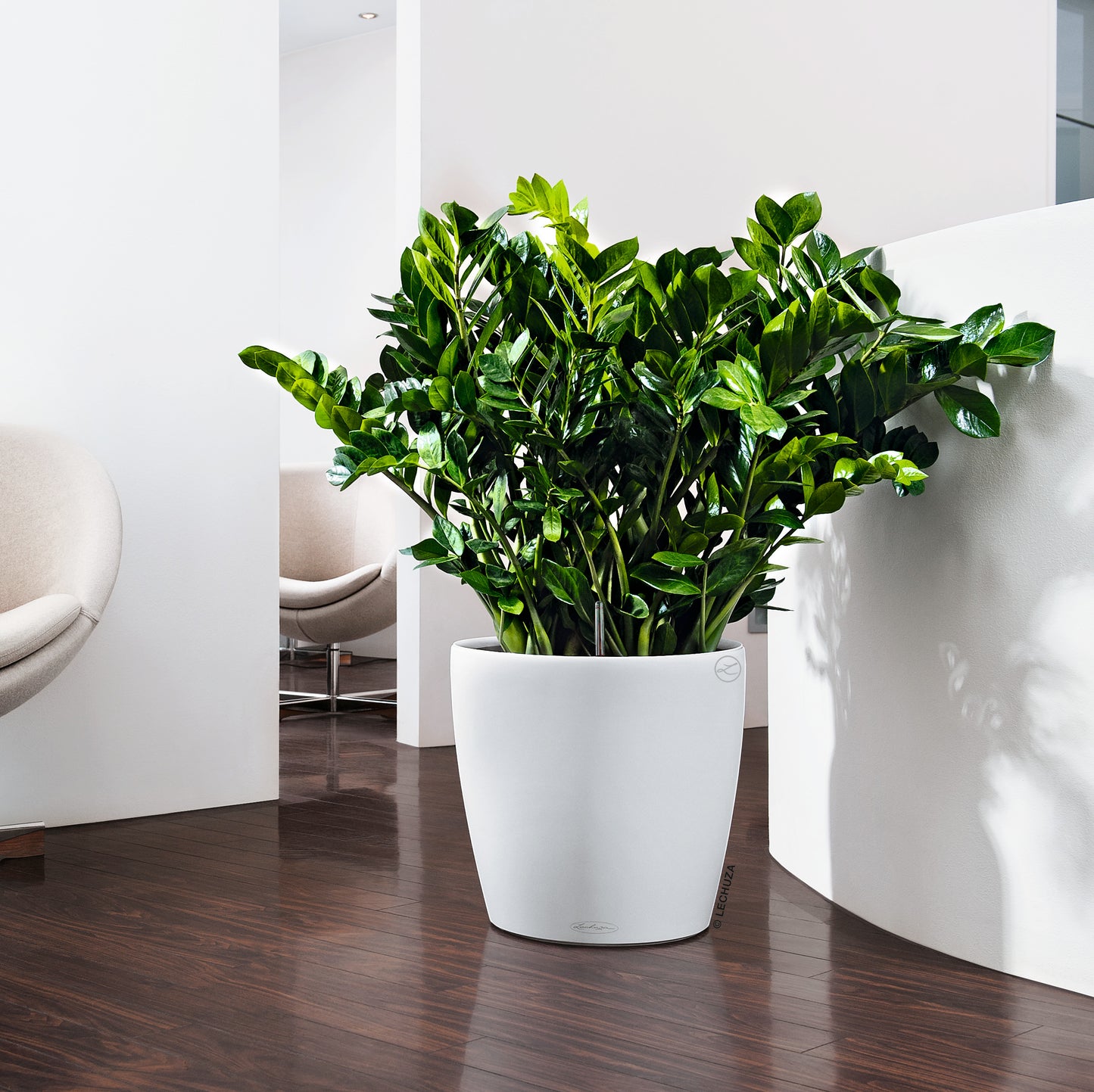 CLASSICO Color 35