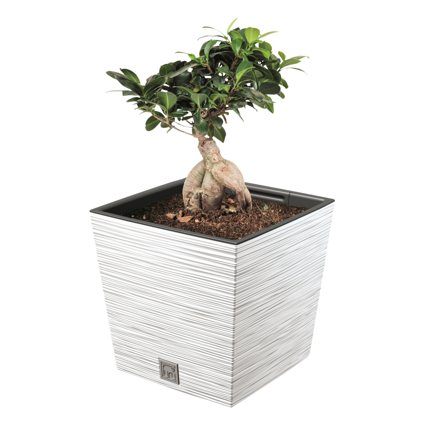 Furu Square Low Planter 240